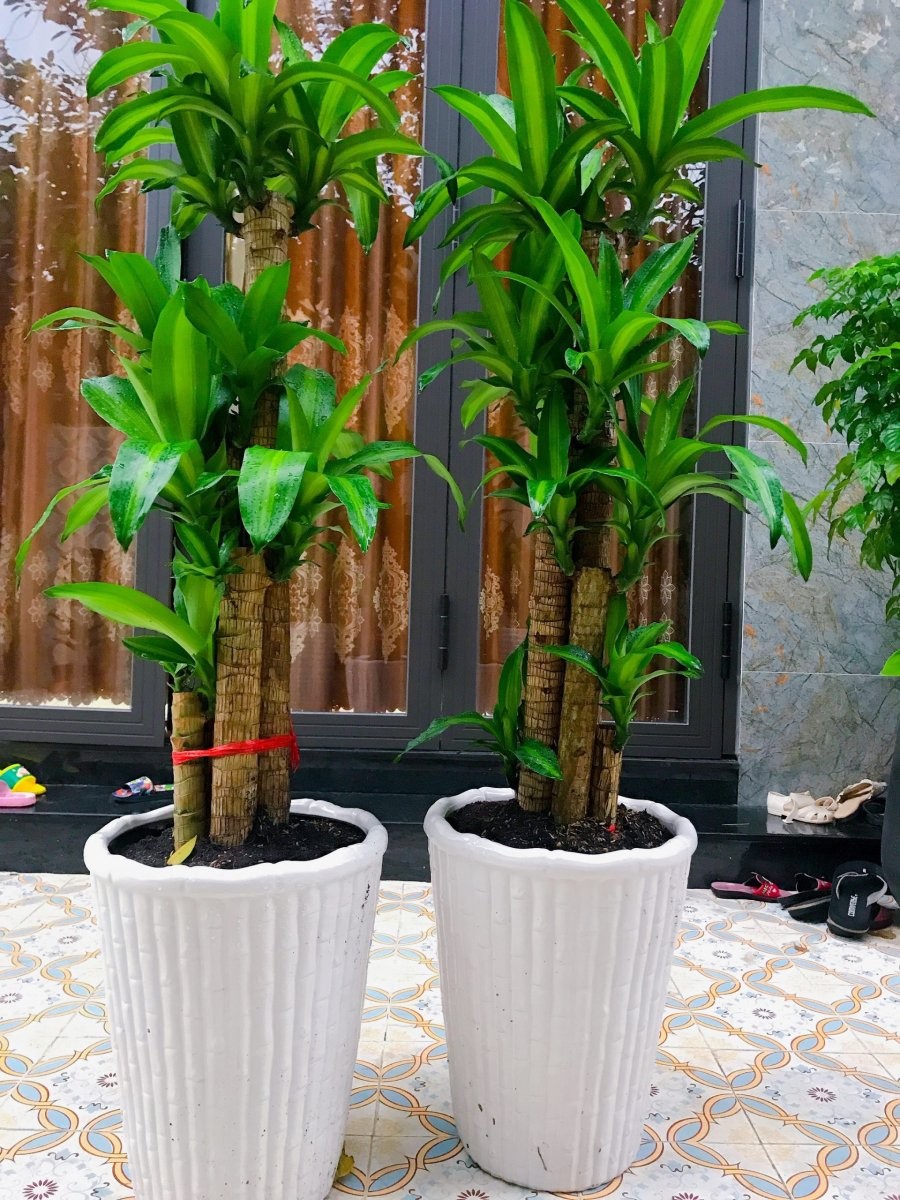 Thiết Mộc Lan hay còn gọi là Cây Phát Tài, là biểu tượng của sự giàu có và sung túc. Đặc biệt, khi cây trổ hoa, đó là dấu hiệu “trời cho lộc”, báo rằng vận may sắp đến.