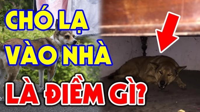 Trong dân gian, chó là loài trung thành, tinh nhạy và có linh tính cao. 