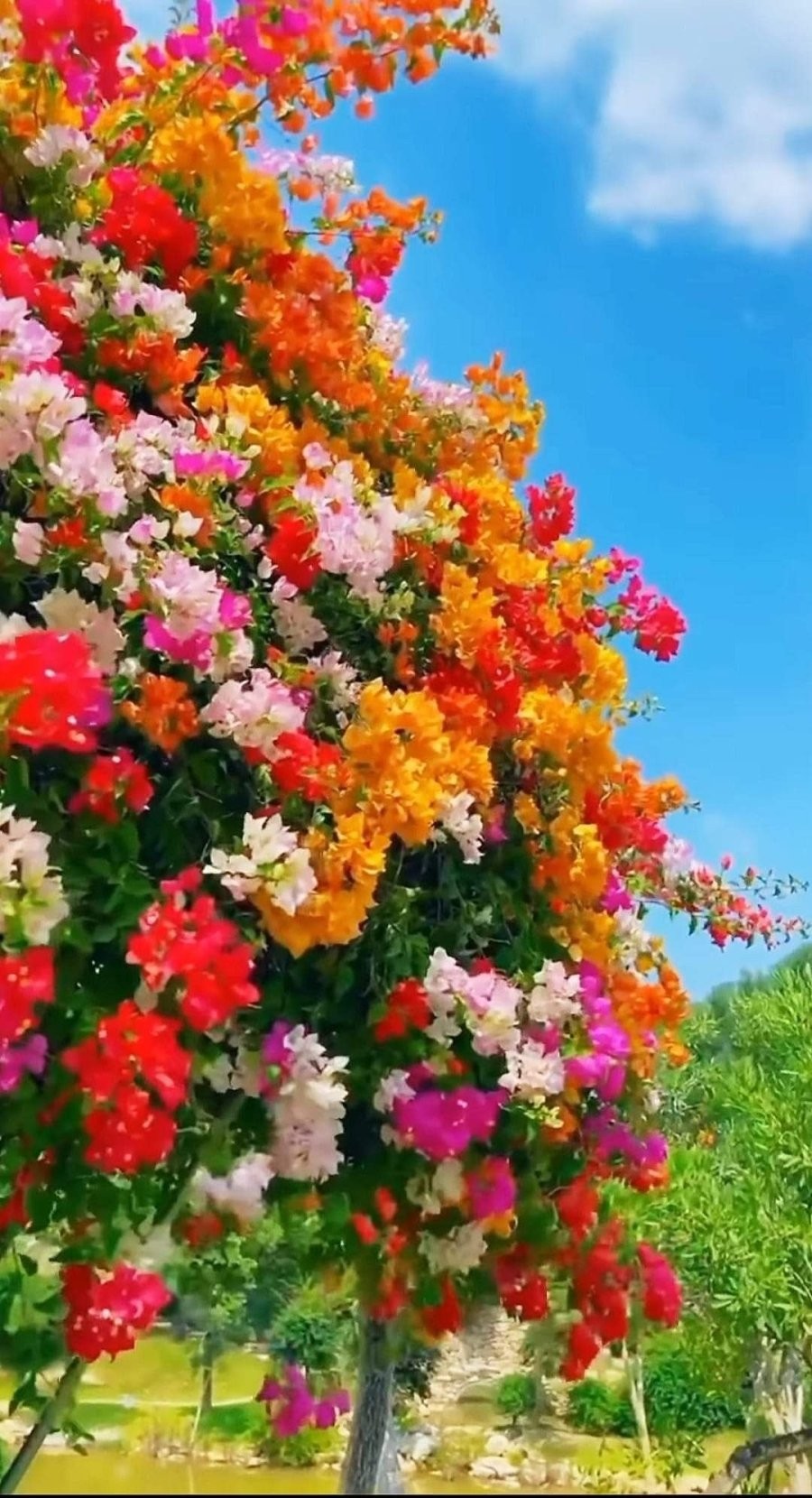 Hoa giấy ưa nắng