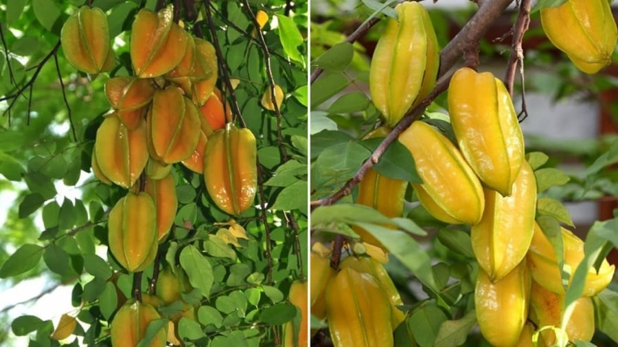 Vị trí trồng khế vô cùng may mắn giàu có