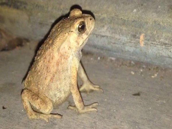 Dân gian Việt Nam đề cao con cóc mang ý nghĩa tâm linh