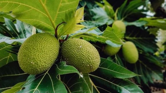 Với hàm lượng dinh dưỡng cao, hương vị bùi dẻo đặc trưng và khả năng ứng dụng linh hoạt trong ẩm thực, sake mang đến nhiều lợi ích cho sức khỏe.