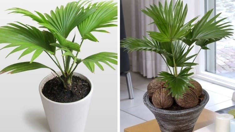 Cây cọ cảnh đứng top 3 trong bảng xếp hạng những loại cây lọc không khí trong nhà.