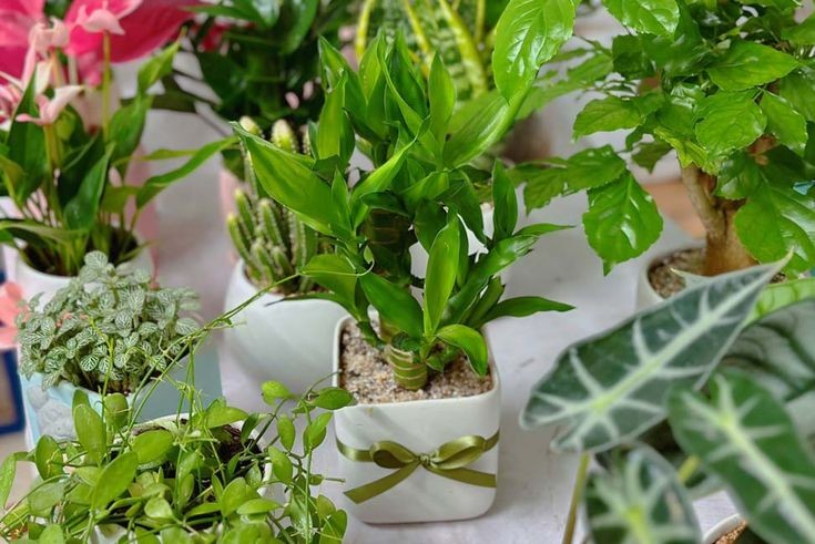 Cây cối trong nhà xanh tốt là điềm báo may mắn