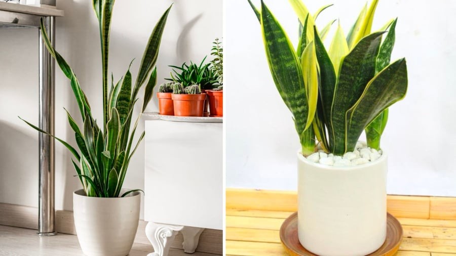 Cây lưỡi hổ có tác dụng lọc sạch không khí, loại bỏ một số độc tố gây ung thư.