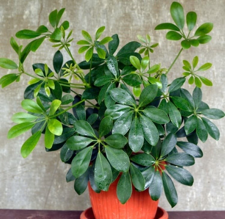 Loài cây cảnh này “giữ lộc, tụ khí” - “vừa sang, vừa sạch” được người giàu yêu thích.