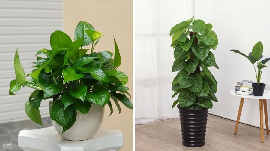 Nếu trồng cây trầu bà trong văn phòng, chúng sẽ giúp sự nghiệp của bạn suôn sẻ, ít trắc trở và ngày càng thăng tiến hơn.