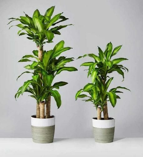 Thiết mộc lan là cây cảnh quen thuộc