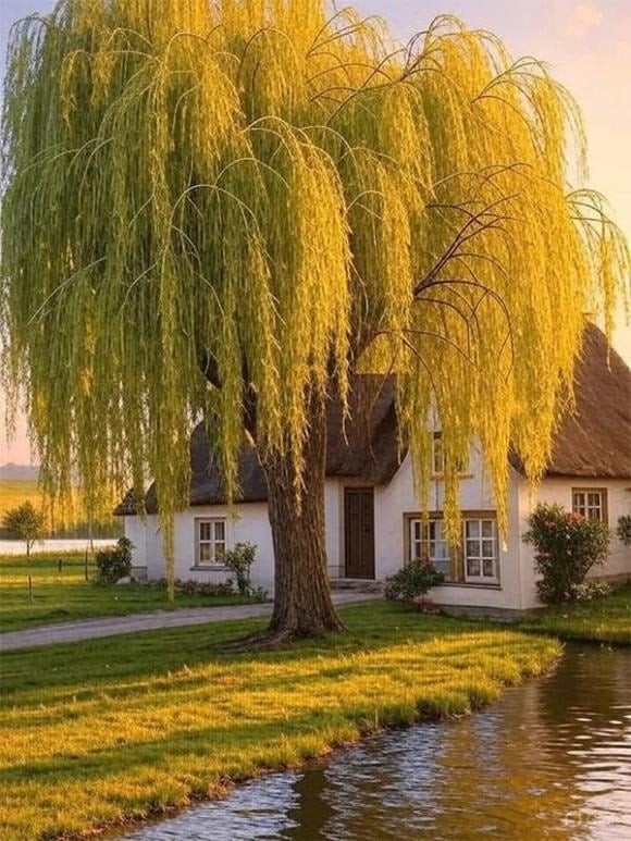 Về phong thủy, cành liễu mềm rủ xuống như dáng người buồn bã, gợi nhắc đến ly biệt, tang tóc.