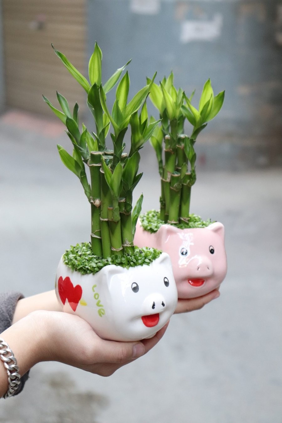 Đây là loại cây rất được ưa chuộng nhờ màu xanh mướt mắt và dáng cây thanh thoát. Ảnh minh họa