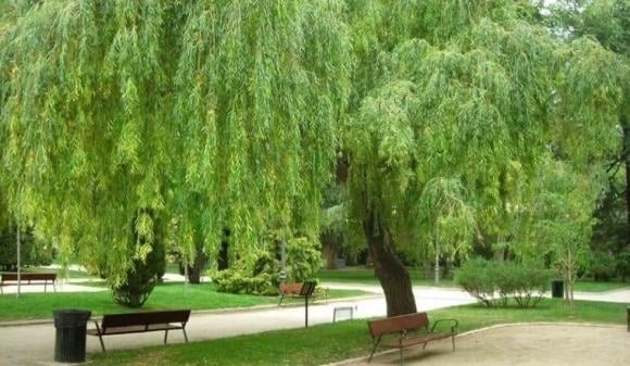 Dáng rủ mềm mại của cây liễu khiến năng lượng bị kéo xuống, dương khí trong nhà khó lưu thông.