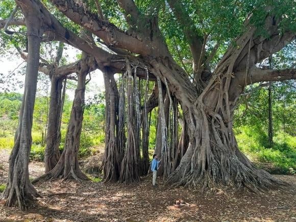 Cây đa và cây si vốn là những loài thường thấy ở đình chùa, miếu mạo – nơi hội tụ linh khí.