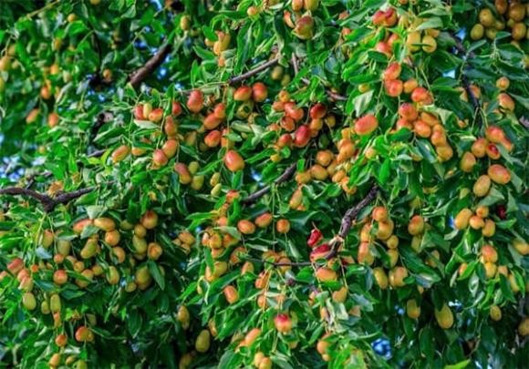 Từ lâu, người Việt quan niệm rằng trồng cây táo tàu trước sân nhà là cách “gieo phúc, trồng lộc”.