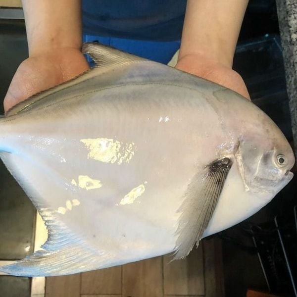 ca-chim-trang_826019de747c4c1ba8ef510586c7e89a_grande