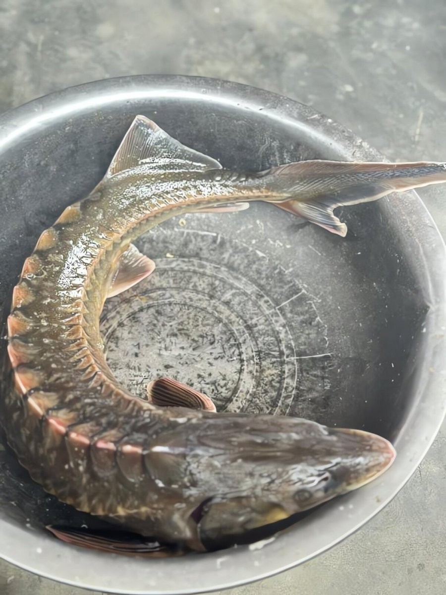 Cá Tầm là loại cá không xương, ngon hơn cá Chép, bổ hơn cá Thu, giàu Omega 3 bậc nhất