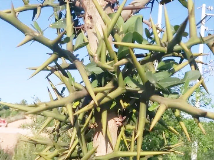 Cay-phu-day-gai-xua-ban-hon-nua-trieu-kg-nay-gia-tut-doc-70-nong-dan-keu-troi-batch_b22ae57867214a5eadd78c719db52023-1732537255-948-width740height555