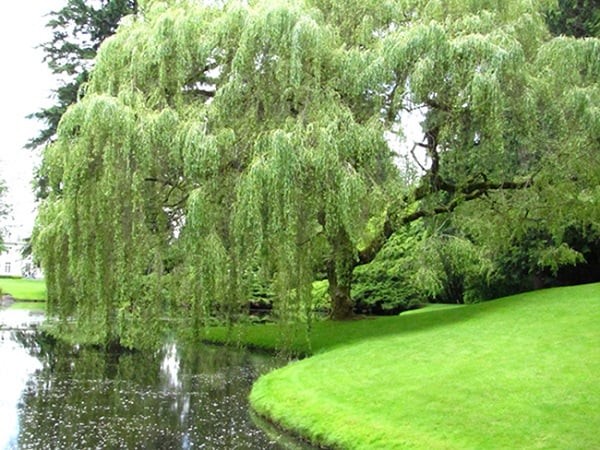 image3-1637896462-850-width600height450