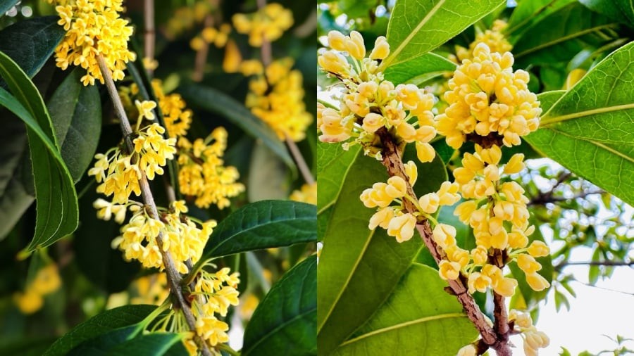 Cây mộc hương hợp cả 5 mệnh Kim, Mộc, Thủy, Hỏa, Thổ.