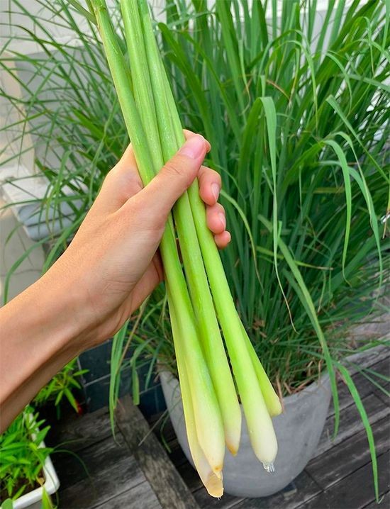 Rắn rất sợ sả