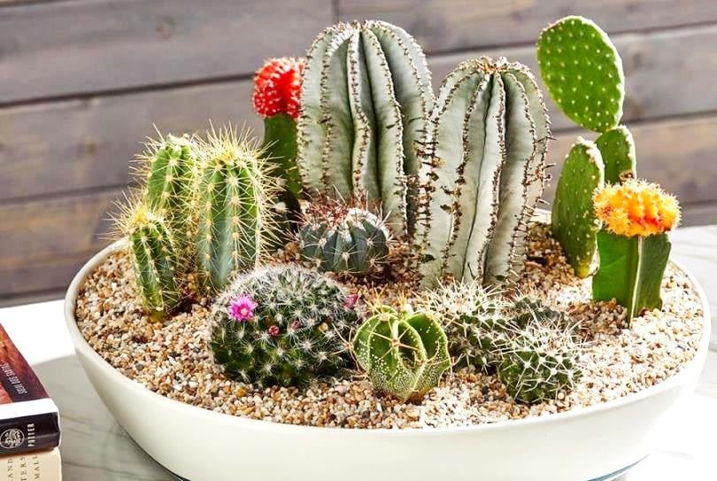 Cây xương rồng trung ở cửa hàng mang sát khí. (Ảnh minh họa)