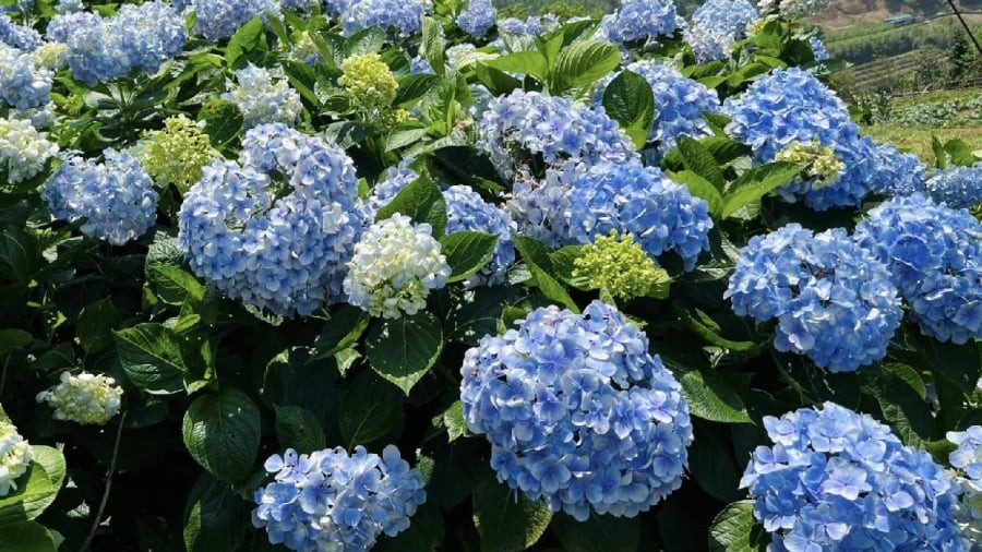 Hoa cẩm tú cầu chịu lạnh kém, không thích hợp với những khu vực có mùa đông lạnh giá.