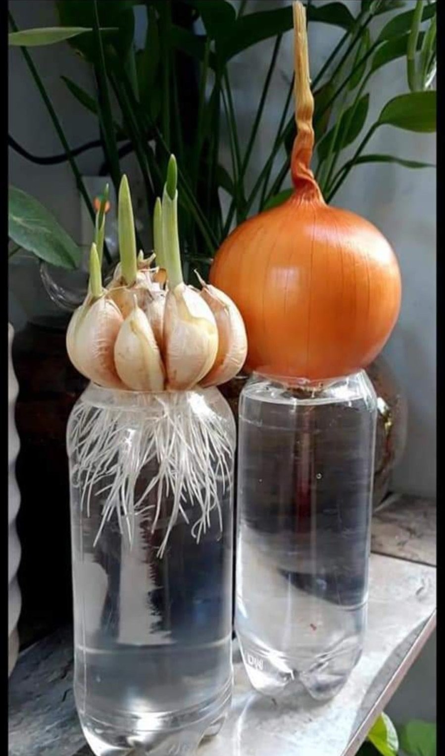 Cây nắp ấm là kẻ thù của rắn