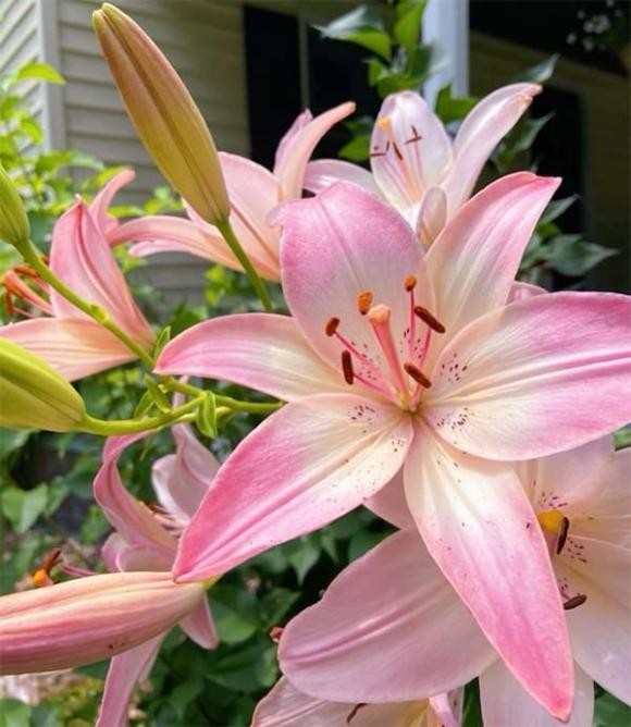 Hoa ly có vẻ đẹp sang trọng, hương thơm nồng nàn, nhưng lại mang nhiều điều kiêng kỵ trong tâm linh.