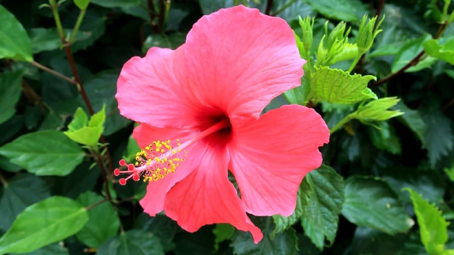 Rắn có thể tìm đến bụi hoa dâm bụt để trú ngụ và săn mồi.