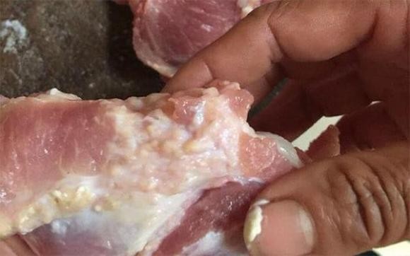 Phần cổ là nơi tập trung nhiều hạch bạch huyết – “bộ lọc” tự nhiên của lợn, giữ lại vi khuẩn và độc tố khi con vật chống lại bệnh tật