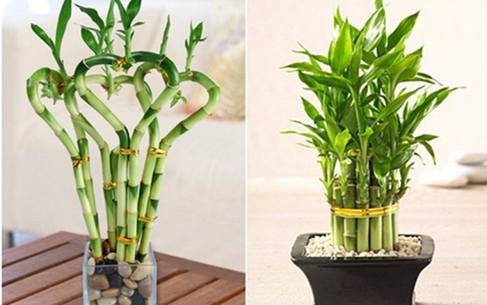 Cây trúc phú quý có tác dụng vượng tài vượng vận, rất được ưa chuộng.