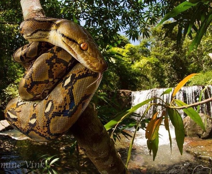 Sự kiện này cho thấy loài “khổng lồ” này không chỉ tồn tại sâu trong rừng mà còn có thể len lỏi đến gần khu dân cư, nơi thiên nhiên và đô thị giao thoa.