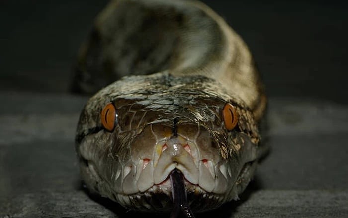 Trăn gấm được giới khoa học ghi nhận là loài rắn dài nhất hành tinh.