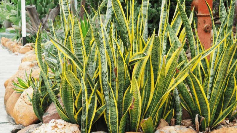 Cây lưỡi hổ là một trong những loại cây cảnh được trộng rất phổ biến tại Việt Nam