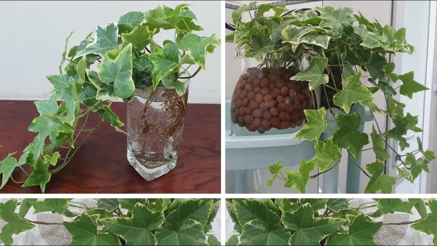 Cây thường xuân (ivy)

