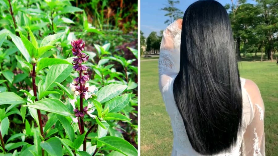 Sử dụng lá húng quế để đun nước gội đầu cũng giúp giảm rụng tóc hiệu quả.