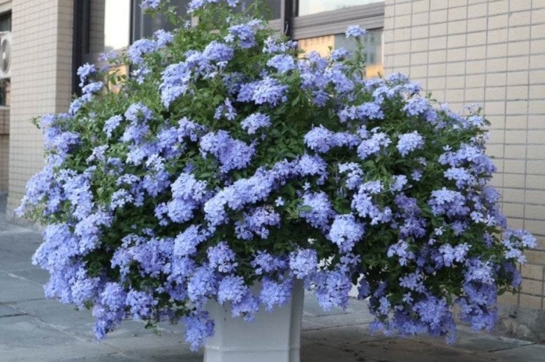 loai-hoa-may-man-cam-canh-vao-dat-1-thang-lien-ben-re-ra-hoa-200-ngay-moi-nam-khi-no-se-bien-thanh-b-b77309261324w932h619-1710346843-717-width780height519