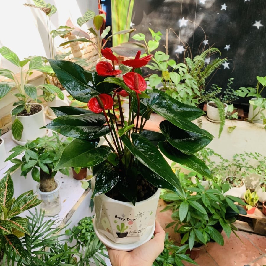 Trong phong thủy, hồng môn được xem là loài cây mang năng lượng tích cực, giúp thu hút tài lộc, may mắn và sự thăng tiến trong sự nghiệp...