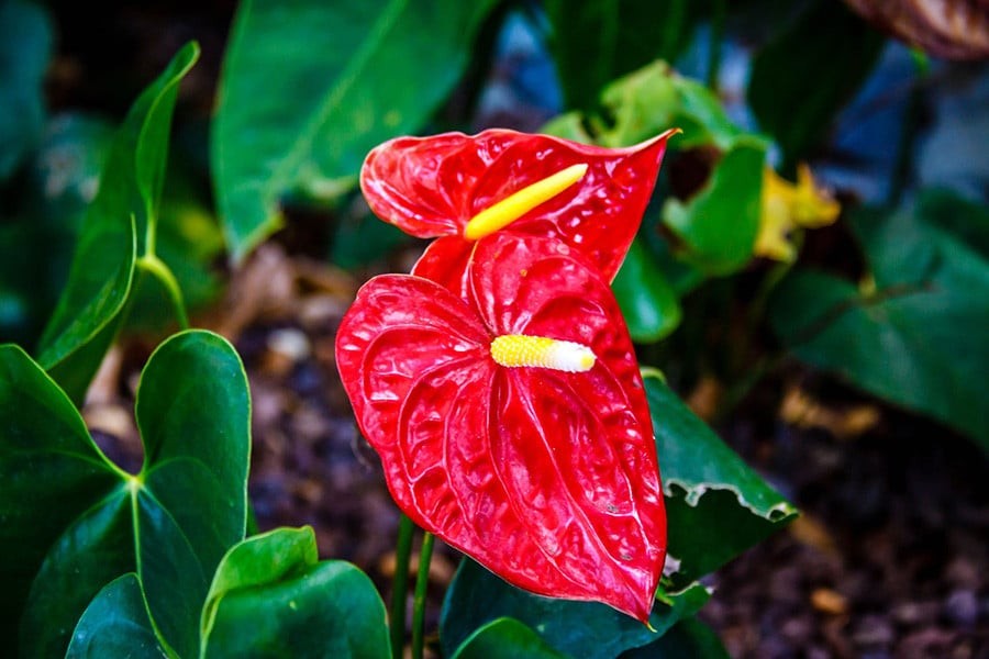 Cây hồng môn hợp với người mệnh Hỏa và Thổ nhất