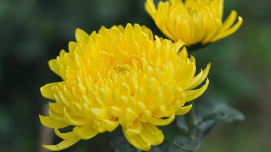 Trong thờ cúng, người ta thường dùng hoa cúc trong ngày Rằm, mùng 1, các dịp lễ Tết.