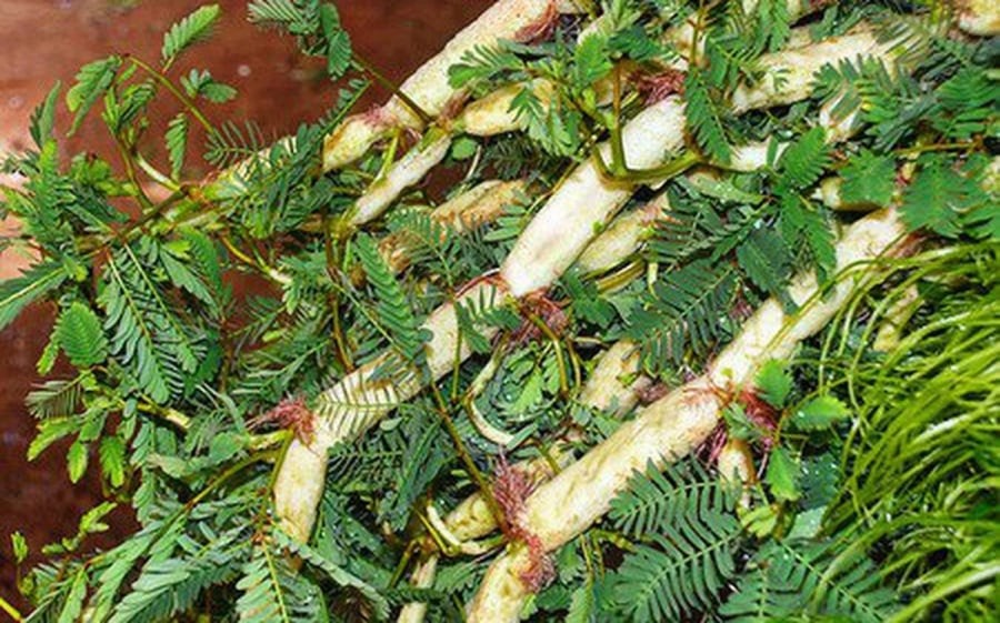 Trồng rau rút không giống với các loại rau màu khác vì cây sống hoàn toàn dưới nước