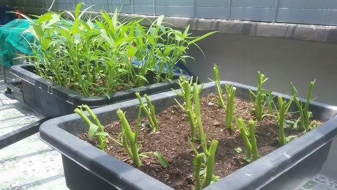 Rau muống cắm xuống đất là mọc xanh mơn mởn, axit folic gấp 8 lần táo