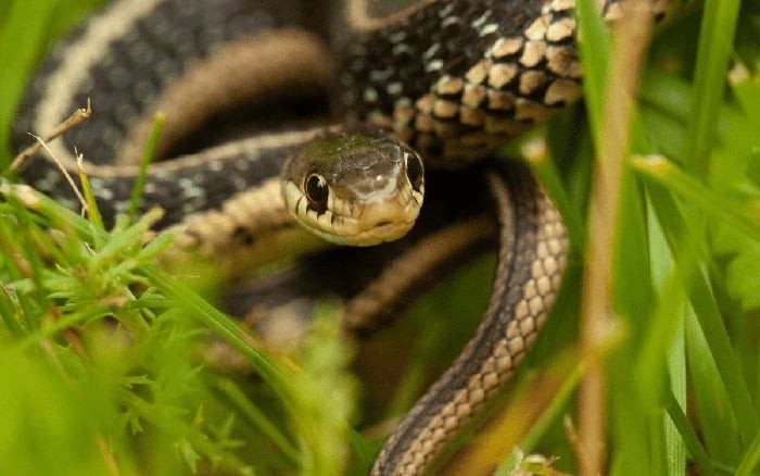 Đặc biệt, nếu bạn phát hiện da rắn trong chuồng gà, hố nước, hoặc nhà kho, thì khả năng cao là rắn đã chọn nơi này làm “địa bàn”. Đây là dấu hiệu cảnh báo sớm nhất nhưng nhiều người lại chủ quan bỏ qua.

