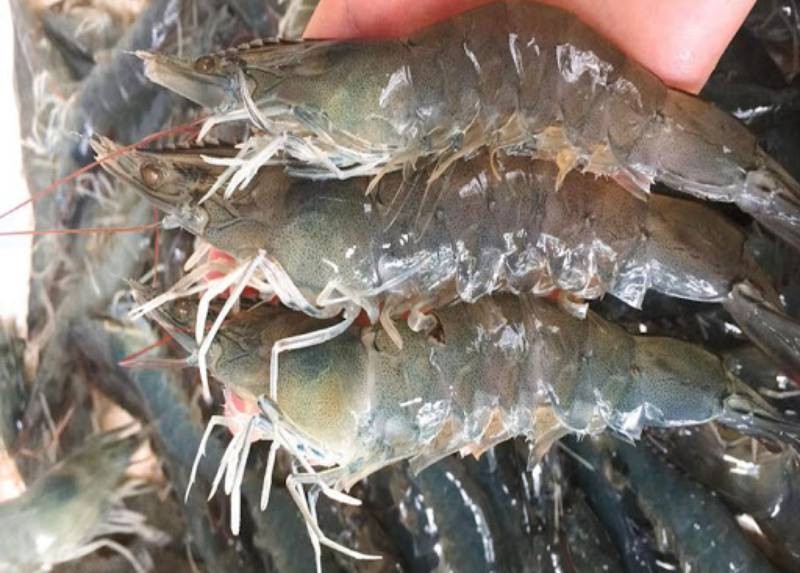 tom-lot-la-tom-gi-tom-lot-an-co-ngon-khong-va-gia-ca-nhu-the-nao-202005281008030060