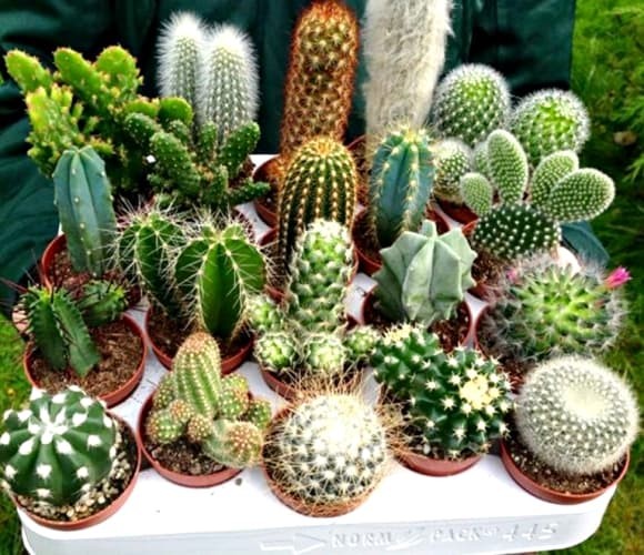 Nhiều cửa hàng thường bày cây cảnh nhỏ xinh để tạo không gian xanh mát, dễ chịu. 