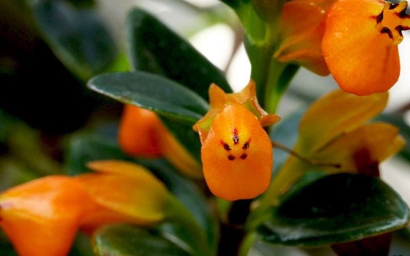 Cây cá vàng, với màu hoa rực rỡ, được cho là có thể mang đến may mắn, tài lộc và hạnh phúc cho gia chủ.