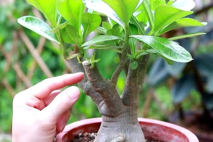 Cây lâu ngày không ra hoa đậu quả như thông thường là điềm chẳng lành