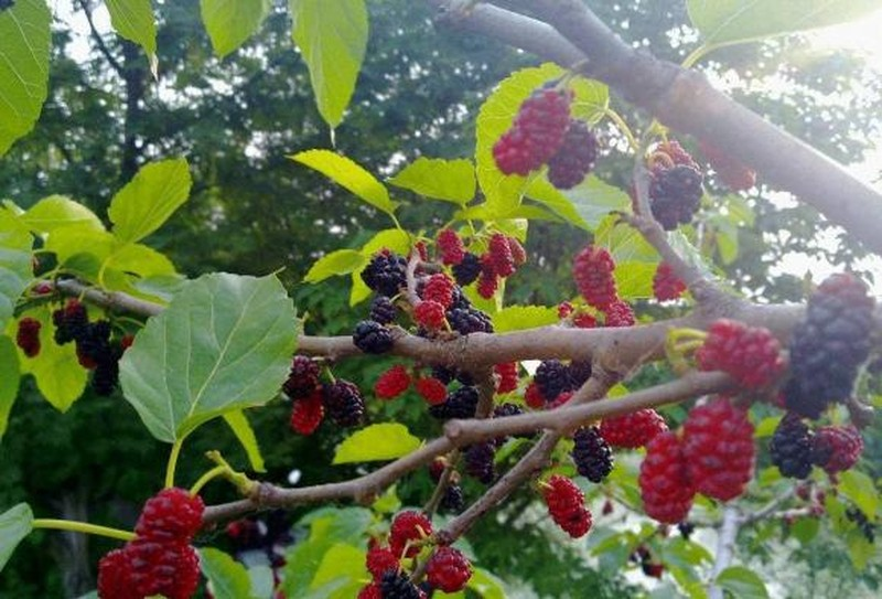 Cây tùng, cây bách và cây phát lộc lại bị kiêng vì yếu tố tâm linh.