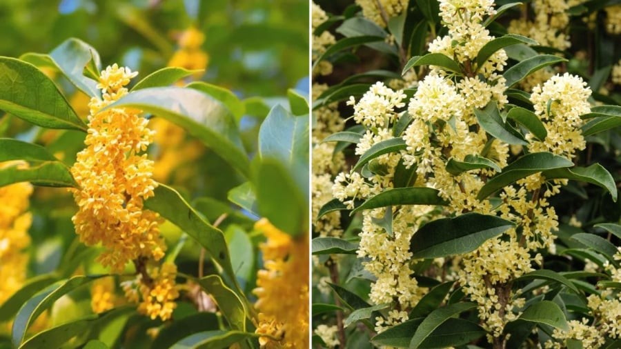 Cây mộc hương có ý nghĩa tốt trong phong thủy, được nhiều người lựa chọn làm cây trồng trang trí nhà cửa.