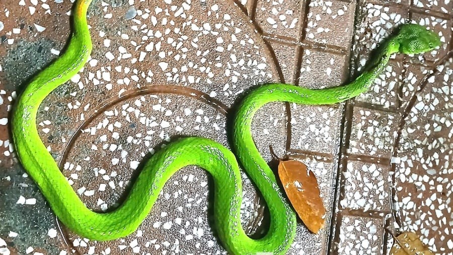 Sự xuất hiện của rắn được coi là điều không may mắn.