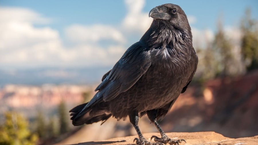 Quạ luôn được coi là loài vật xui xẻo.